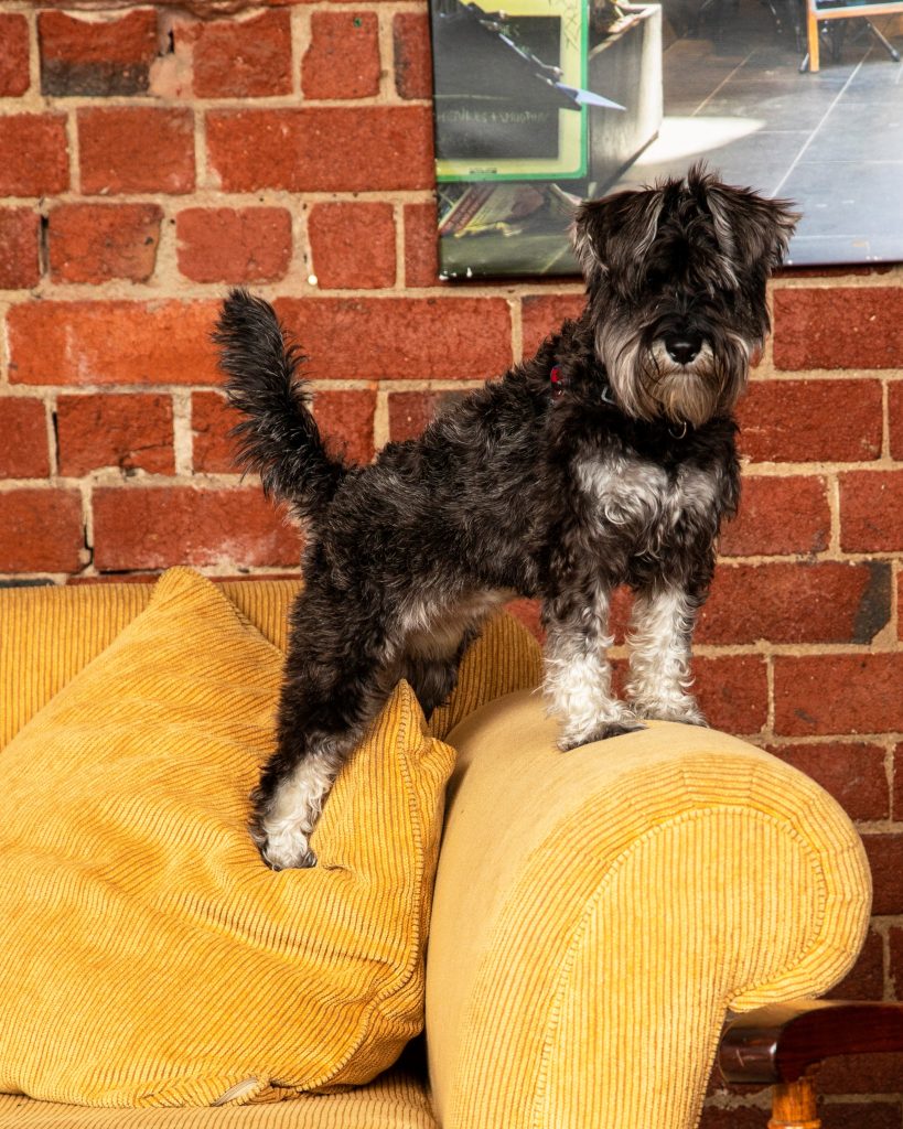 Dog on couch doing what he loves